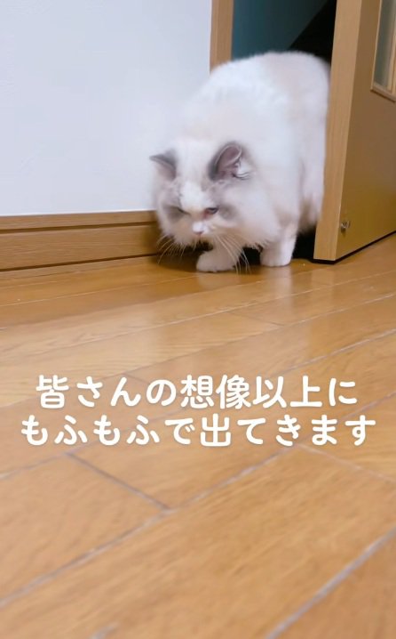 ドアから歩いて出てくるラグドール