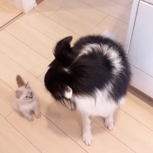 振り返る犬