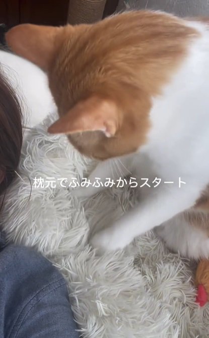 枕もとの猫