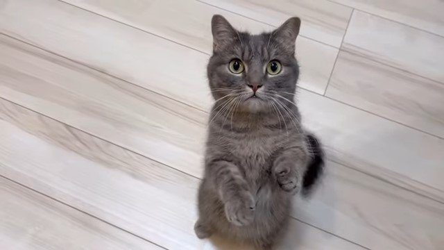 後ろ足で立ち上がる猫