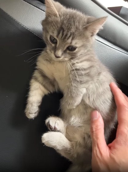 寝そべる子猫
