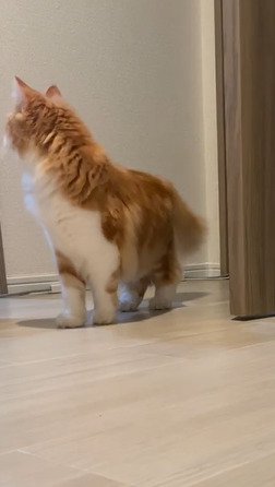 横を向く猫