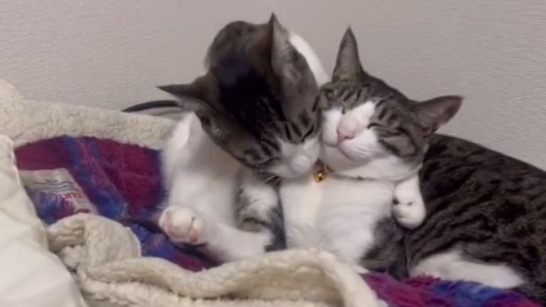 二匹の猫
