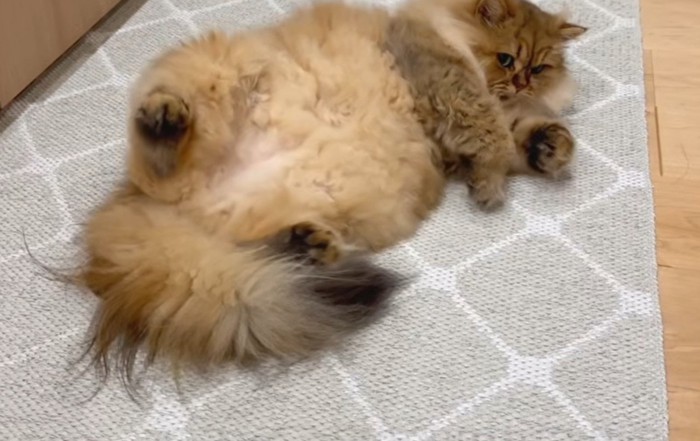 へそ天の茶猫