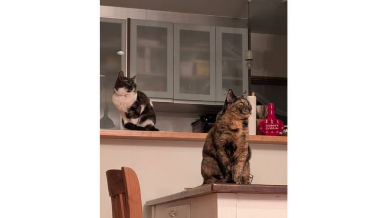 室内にいる猫たち