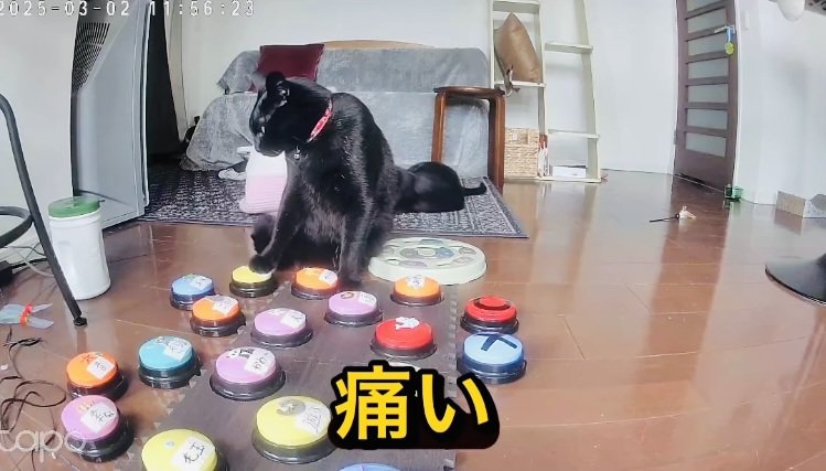 会話ボタンを押す黒猫