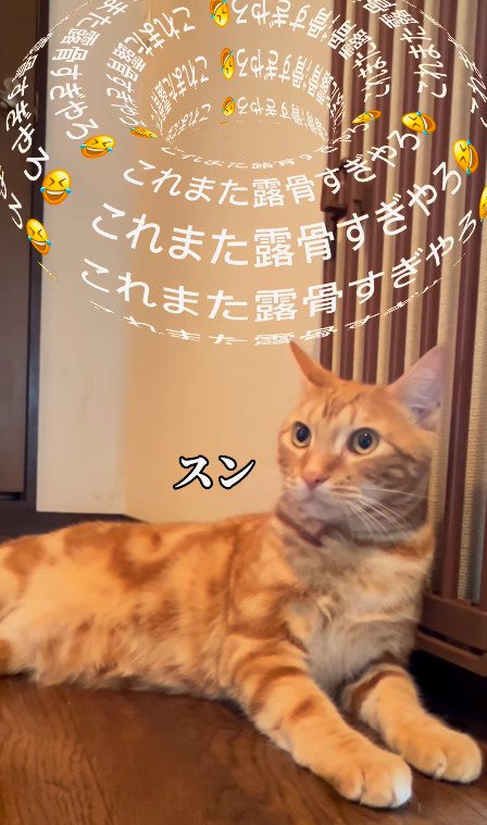 対応が露骨すぎる猫