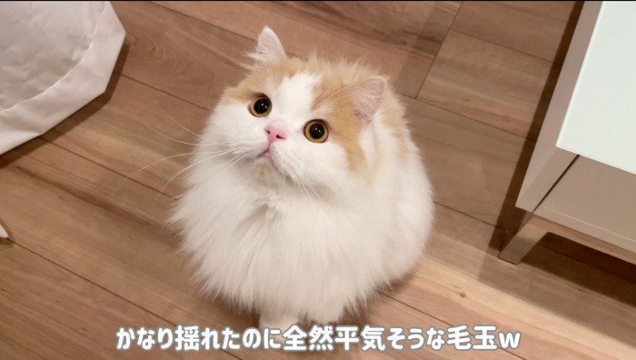 目を丸くして飼い主を見つめる猫