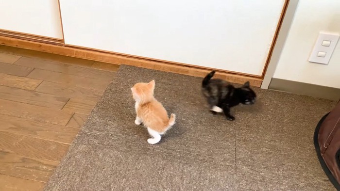 歩く子猫と走る子猫