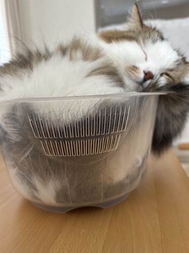 小さいボウルの中に収まる猫
