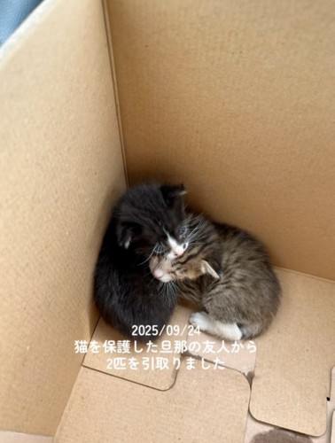 段ボールの中の赤ちゃん猫