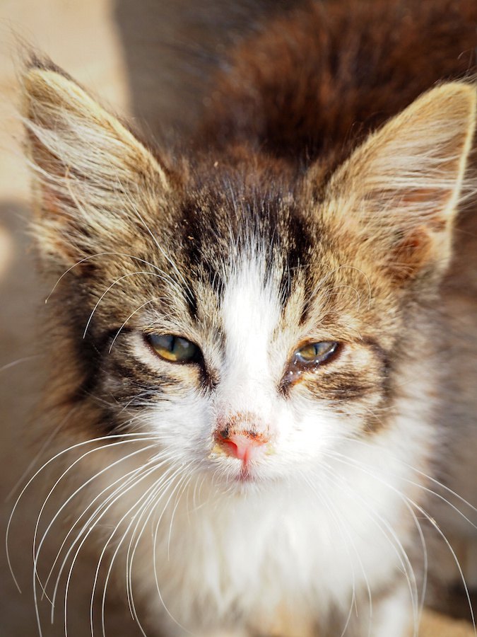 鼻水が出て涙目の子猫