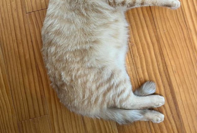 室内にいる猫