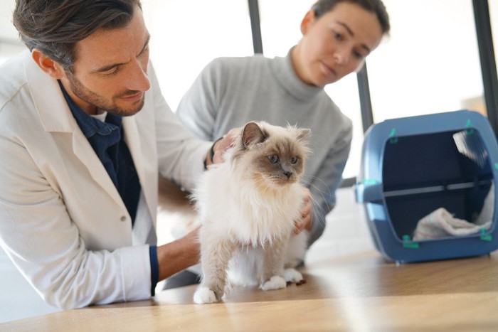 診察される猫と見守る飼い主