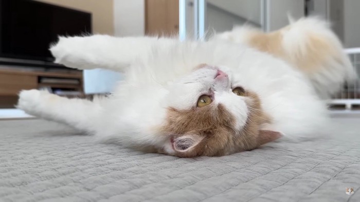 寝転がる猫