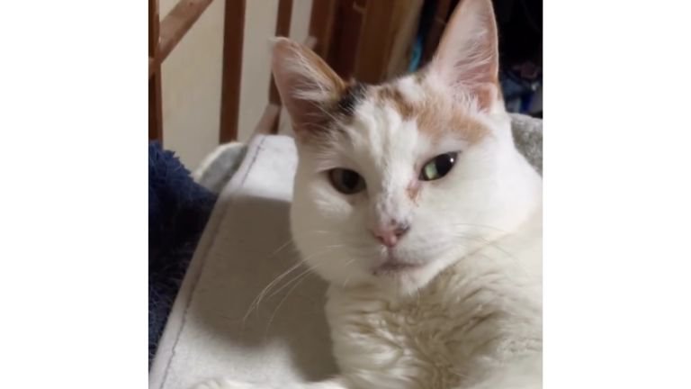 室内にいる猫