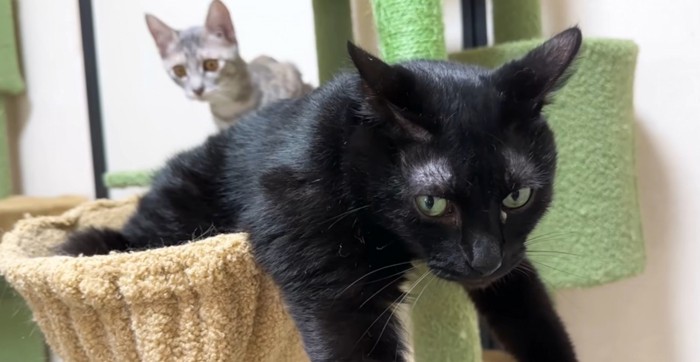 黒猫、背後にシルバータビー猫