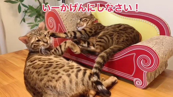 猫に前足で顔を触られる猫