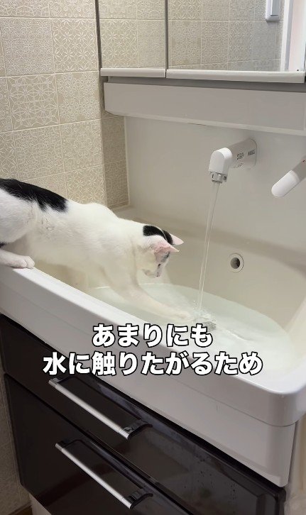 シンクで水遊びをする猫