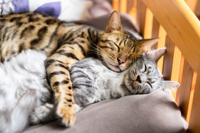 幸せそうに寝る2匹の猫