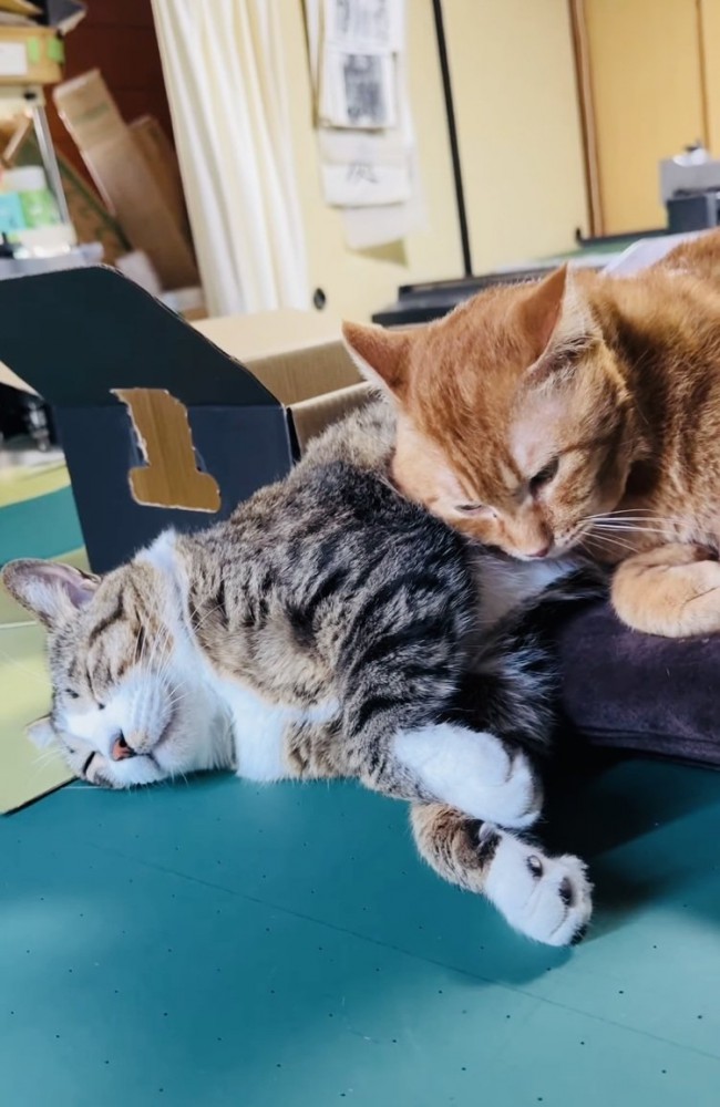寄り添って寝るキジ白猫と茶トラ猫