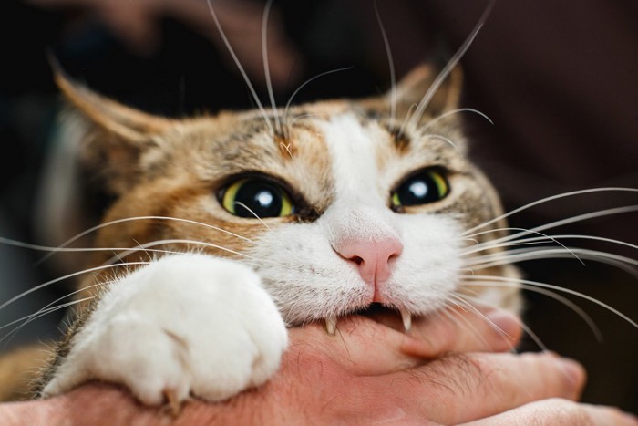 飼い主の腕を狩る猫