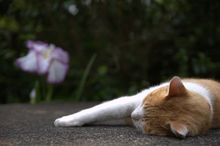 横たわる猫