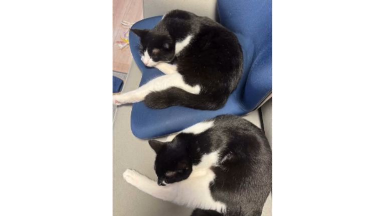 室内にいる猫