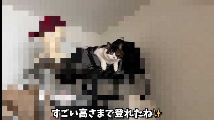 棚の上に乗る猫