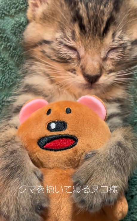 ぬいぐるみを抱いて眠るキジトラ子猫の顔のアップ