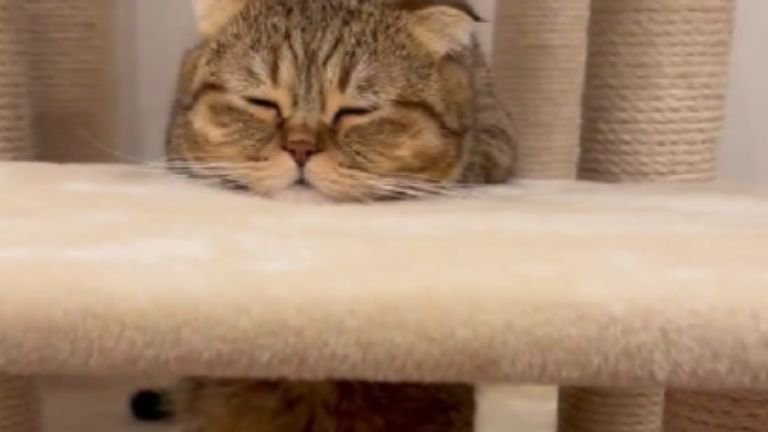 眠っている猫