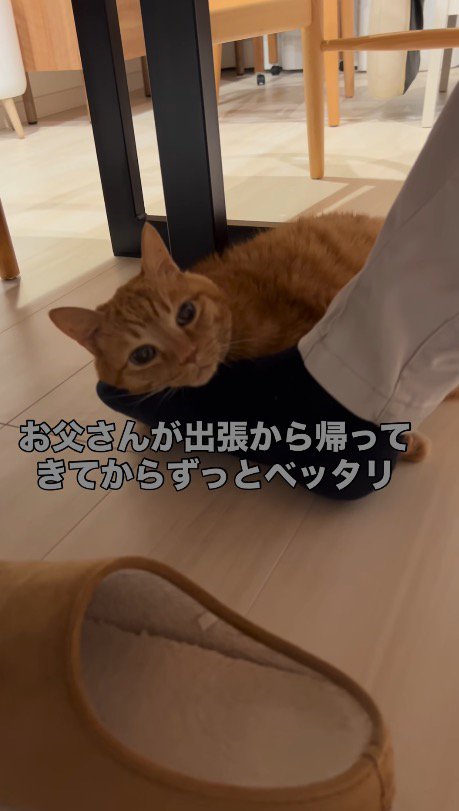 穏やかな時間を過ごす猫と家族たち