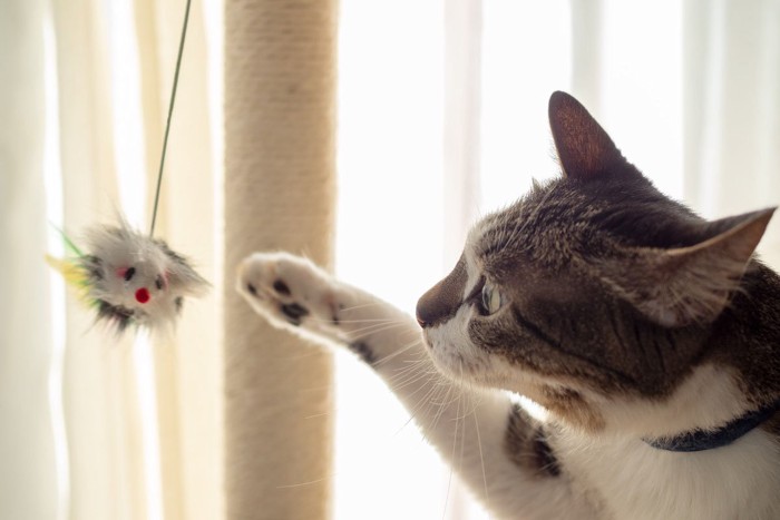 おもちゃに集中する猫