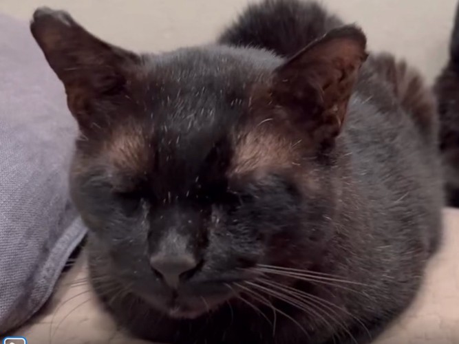 目を瞑る黒猫