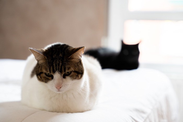 憂鬱そうな猫