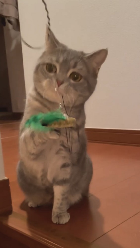 猫じゃらしで遊ぶ猫