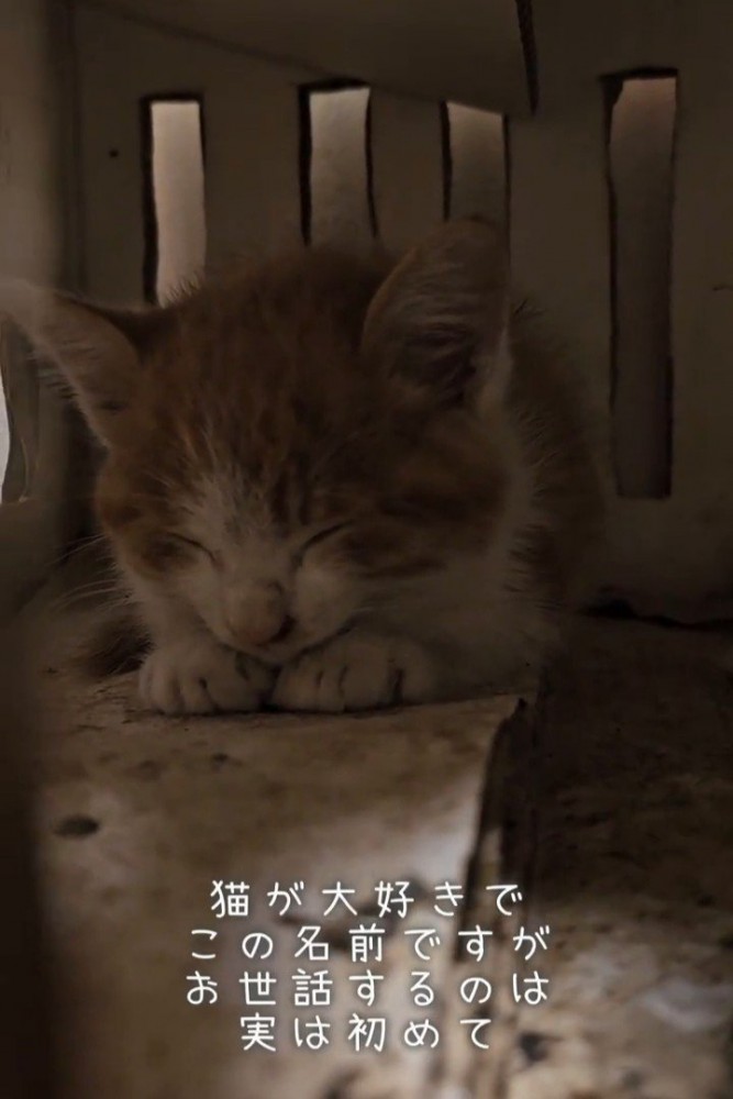 目を閉じる子猫