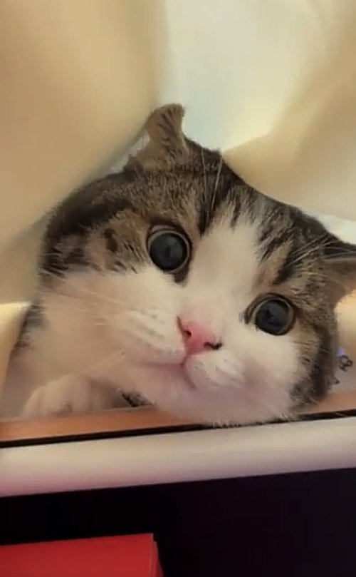 布をかぶっている猫の顔アップ