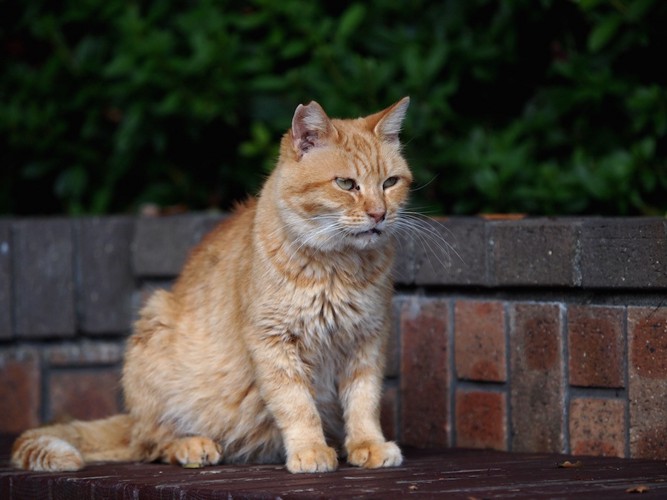 外のベンチに座る地域猫