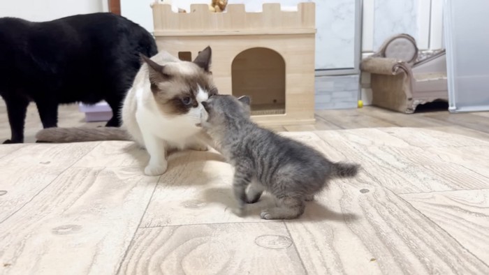 大人の猫とあいさつする子猫