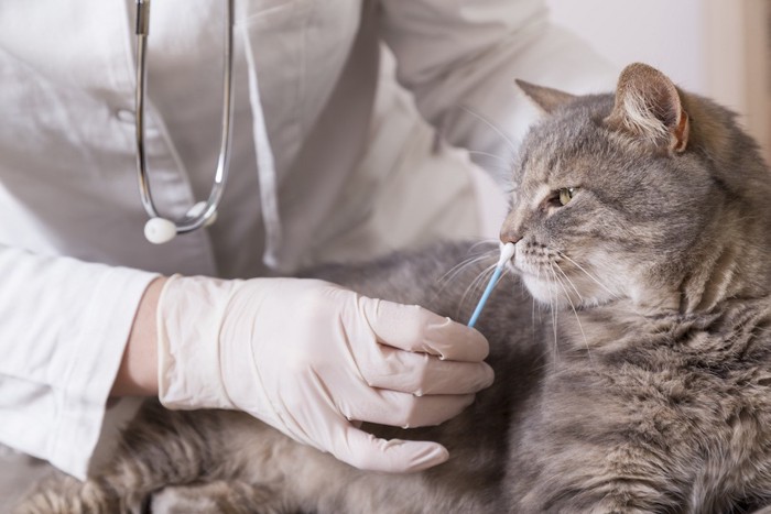 綿棒を猫の鼻に当てる獣医師