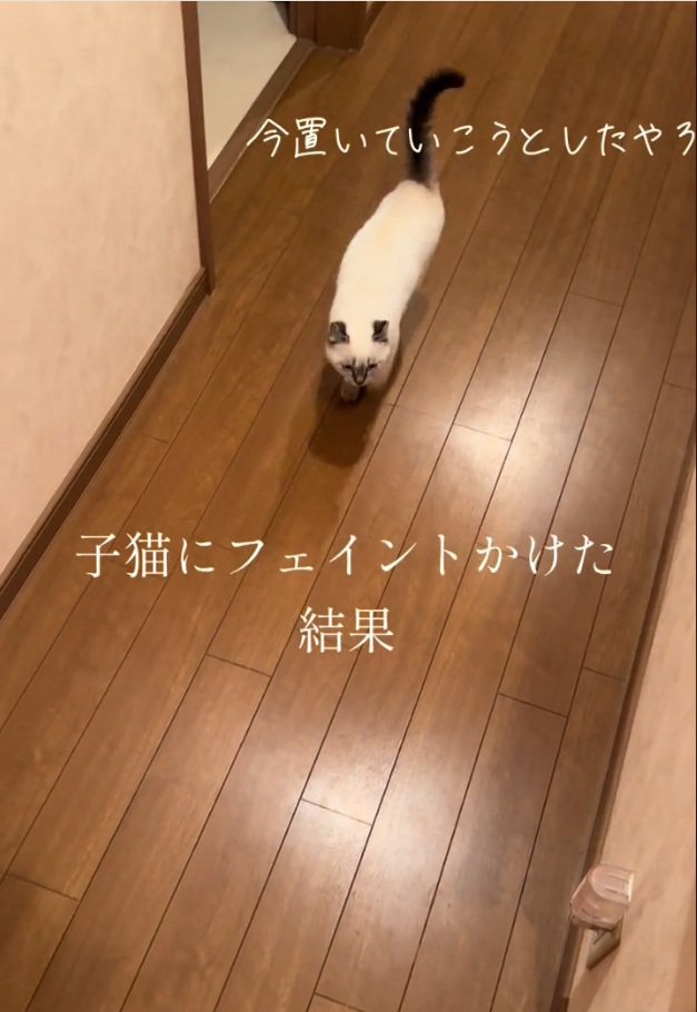 飼い主さんに文句を言うコアラちゃん