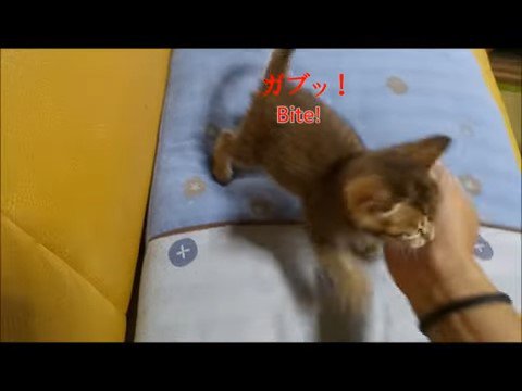 手に噛みつく子猫