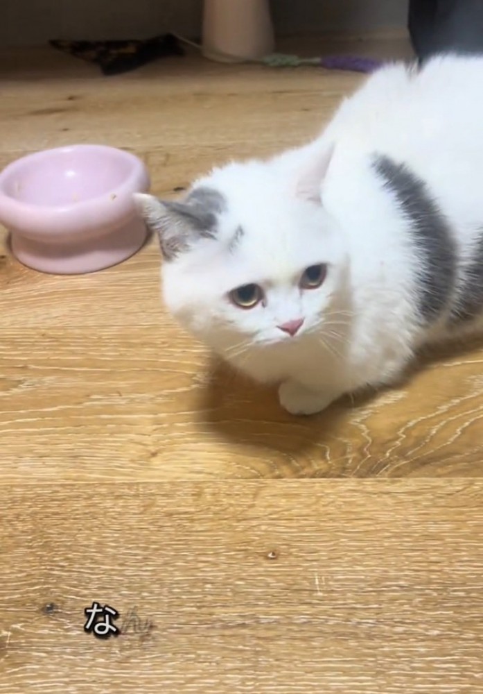 困った様子の猫