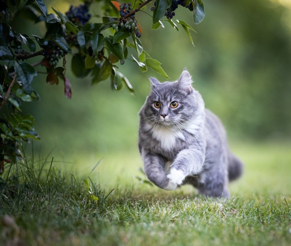 草むらを真剣にダッシュしている猫