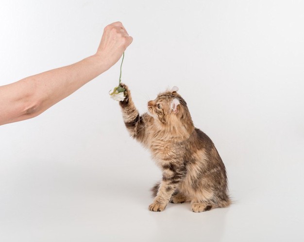 おもちゃで遊ぶ猫