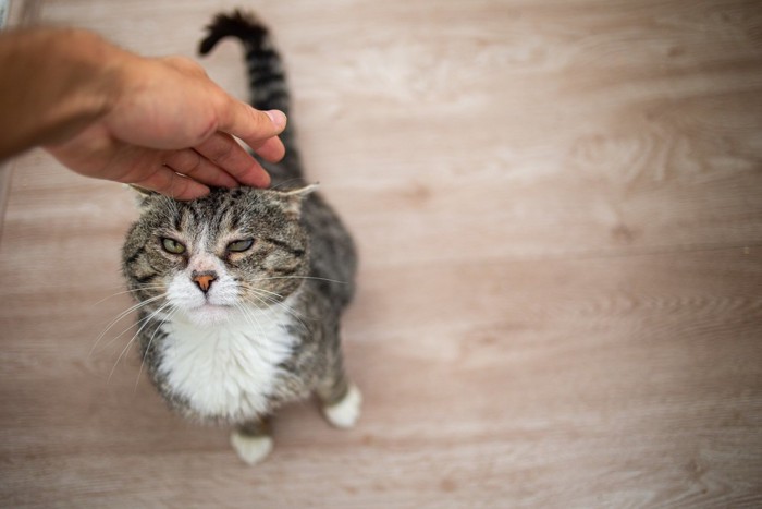 心配されすぎな猫