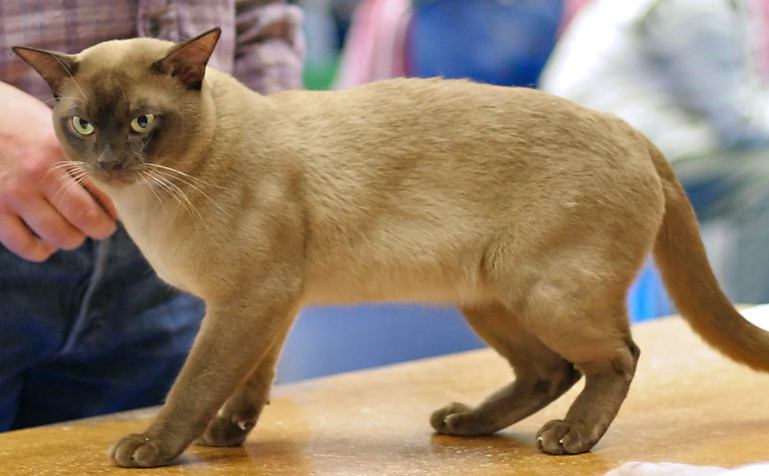 British Burmese cat