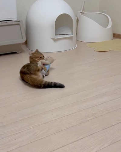 ぬいぐるみで遊ぶ子猫