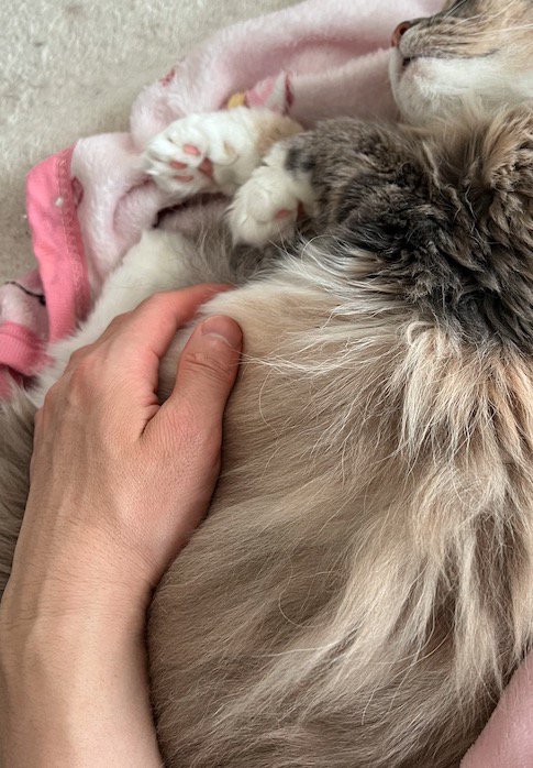 眠っている茶色の猫の体に手を添える男性